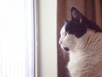 Side view of cat looking away at home