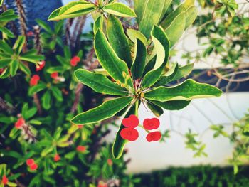 Close-up of strawberry growing on tree