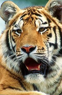 Close-up portrait of tiger