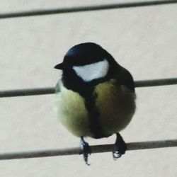 Close-up of bird perching outdoors