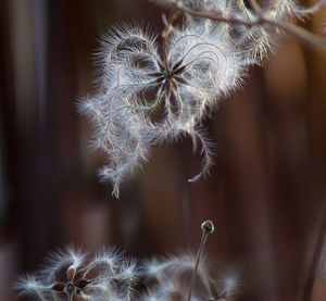 Close-up of dandelion on plant