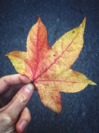 Close-up of hand holding maple leaf