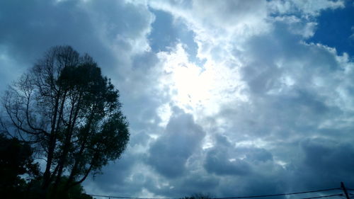 Low angle view of trees against sky