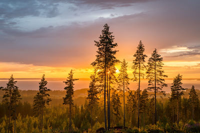 Trees against sky during sunset