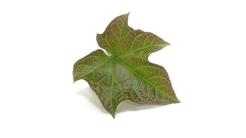 Close-up of maple leaf against white background