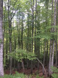 Trees growing in forest