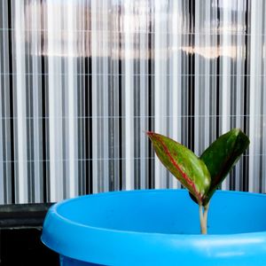 Close-up of parrot on glass window