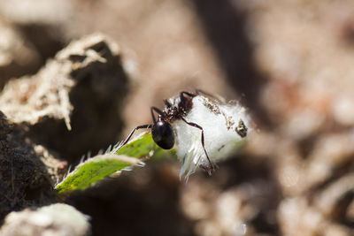 Close-up of insect