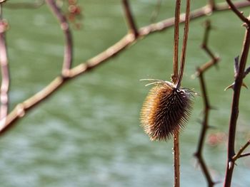 Close-up of wilted plant