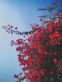 Low angle view of pink flower tree against sky