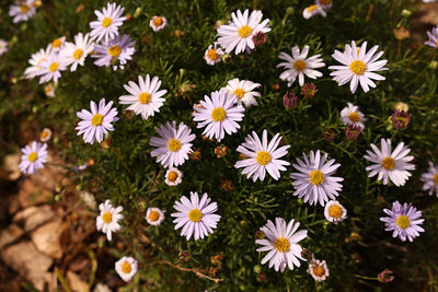 High angle view of white daisy flowers on field