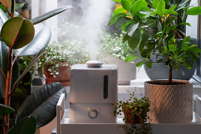 Steam from humidifier, moistens dry air surrounded by indoor houseplants. home garden, plant care