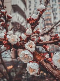 Close-up of cherry blossoms in spring