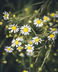 Close-up of white flowering plants