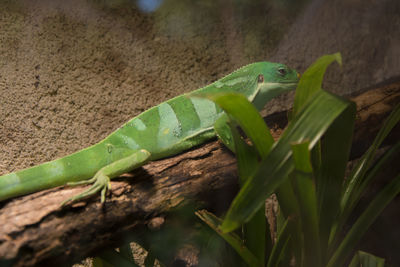 Close-up of green lizard