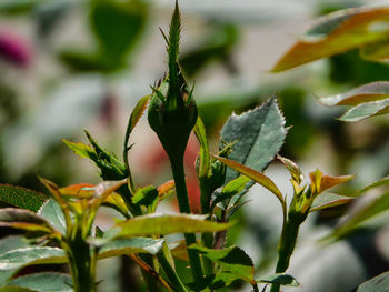 Close-up of fresh plant