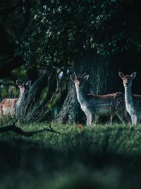 Deer in a field