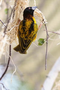 Weaver bird