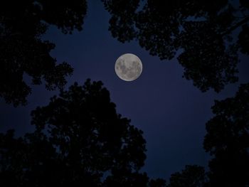 Low angle view of silhouette trees against sky at night