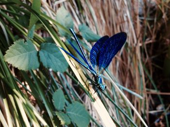 Close-up of butterfly perching on leaf