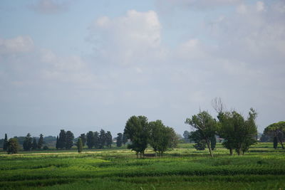 Trees on field against sky