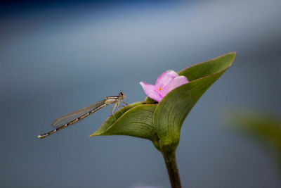 Close-up of insect on pink flower