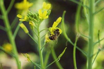 Close-up of bee on plant