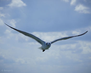 Low angle view of seagull flying