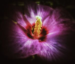 Close-up of purple flower blooming outdoors