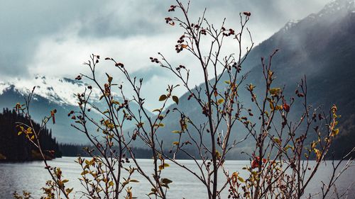 Plants by lake against sky