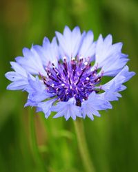 Close-up of purple flower blooming outdoors