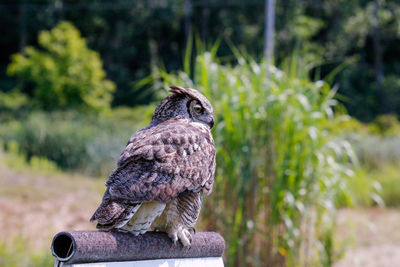 Close-up of bird perching on wooden post