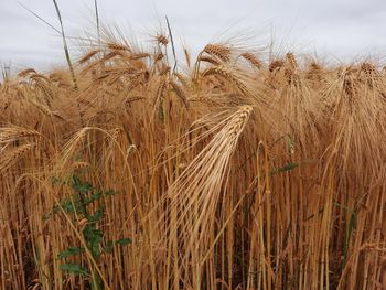 Close-up of wheat growing on field against sky