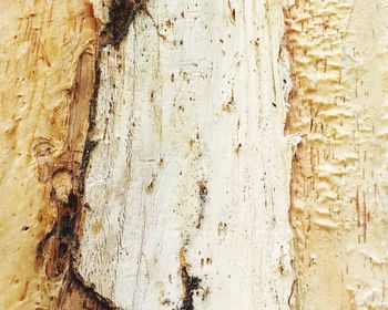 Close-up of tree trunk