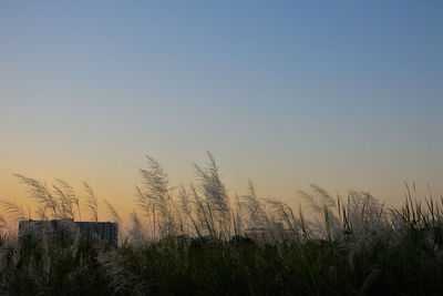 Plants growing on land against clear sky during sunset