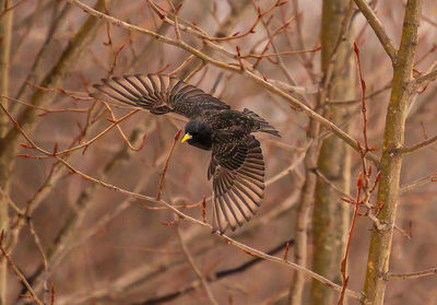 Starling flying off a tree in spring