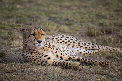 View of a cat on field