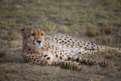 Cheetah relaxing on field