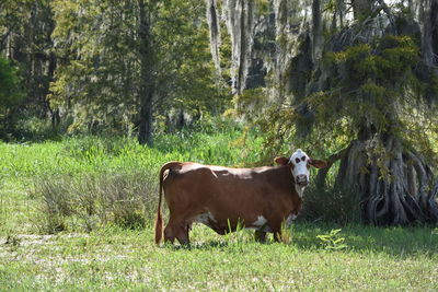 Cows standing in a field