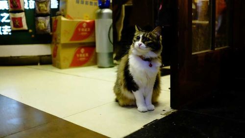 Portrait of cat