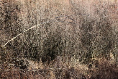 Full frame shot of grassy field