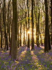 Trees in forest