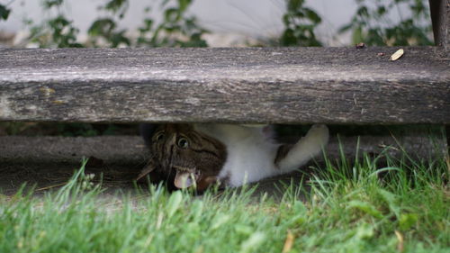 Cat lying on grass