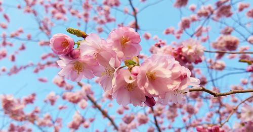 Close-up of pink cherry blossoms in spring