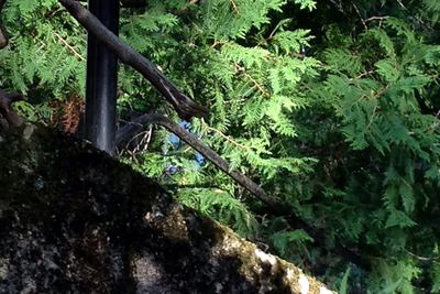 Plants growing on a tree