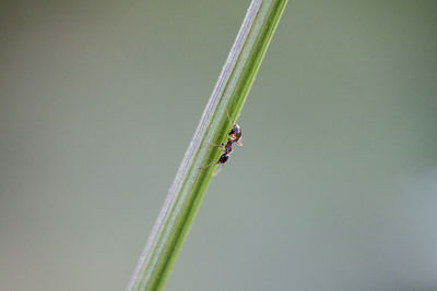 Close-up of insect on grass