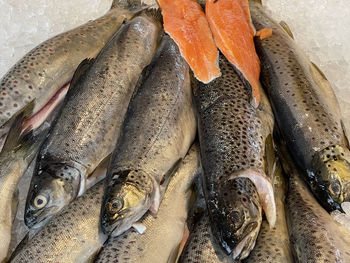 High angle view of fish for sale in market