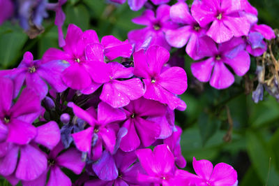 Close-up of pink flowers blooming outdoors