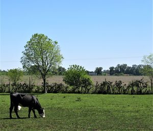 Horses in a field