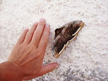 Close-up of hand and buttrfly at beach